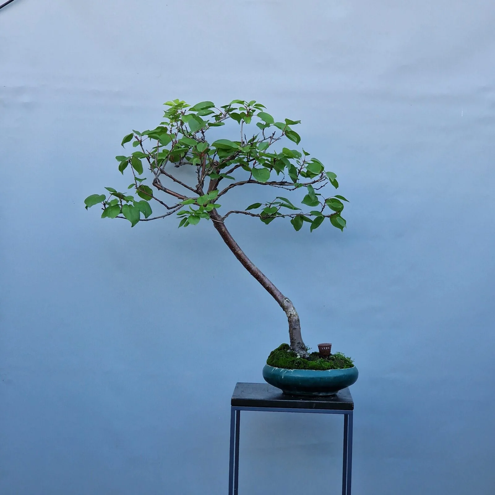 20240816_173920-rotated