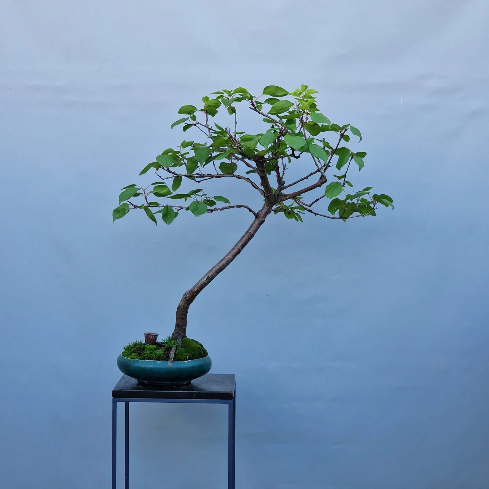 20240816_173947-rotated