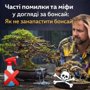 Детальніше про статтю Часті помилки та міфи у догляді за бонсай: Як не занапастити дерево