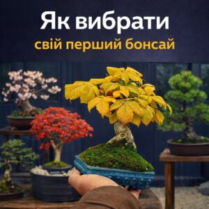 Детальніше про статтю Як вибрати свій перший бонсай: Поради майстра про справжню філософію та легкість догляду